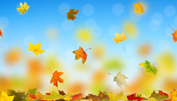 Autumn newsletter - our latest updates