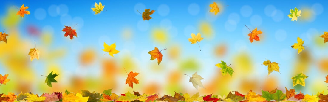 Autumn eNews – out now