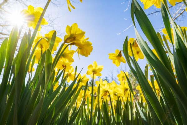 Spring eNewsletter