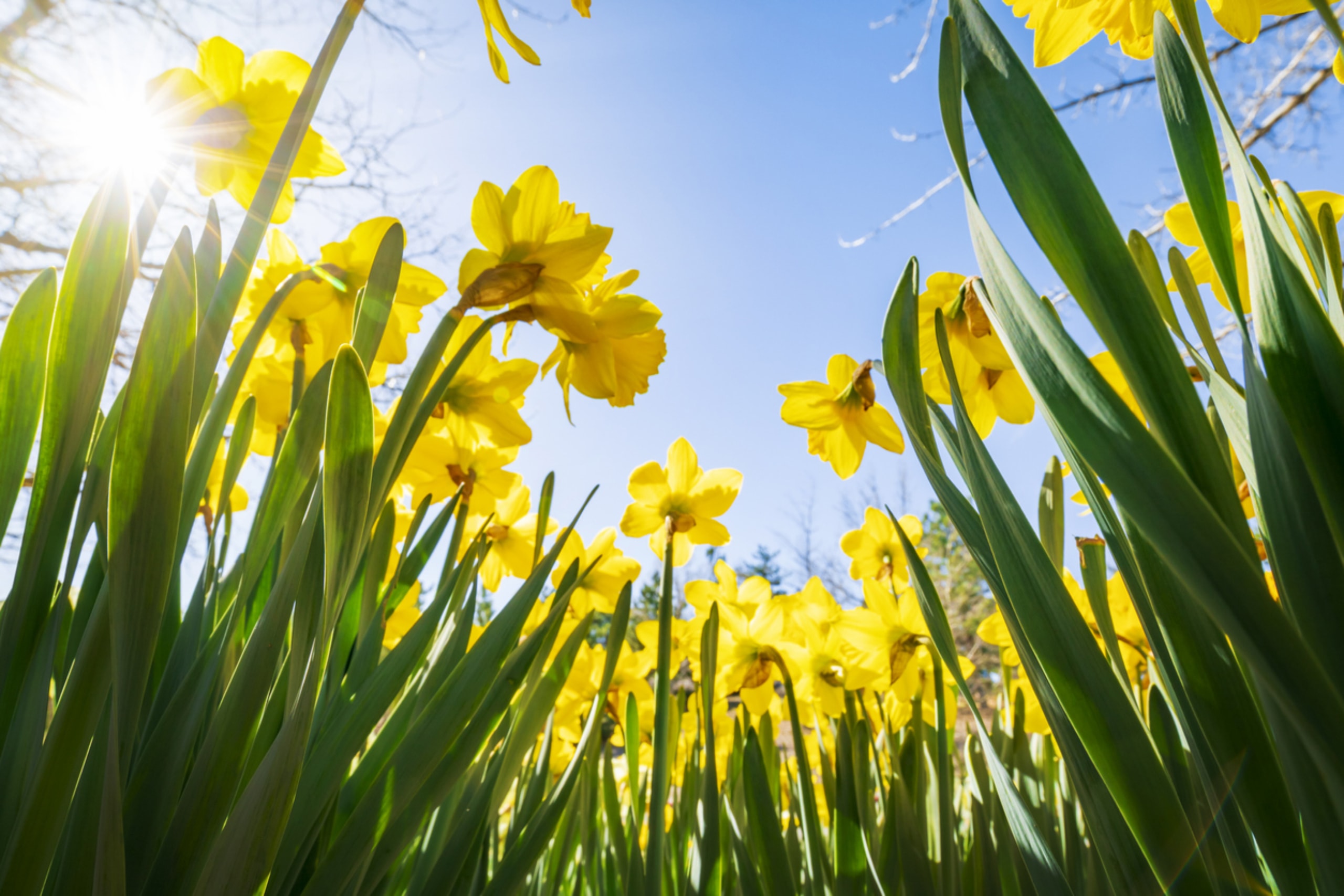 Spring eNewsletter